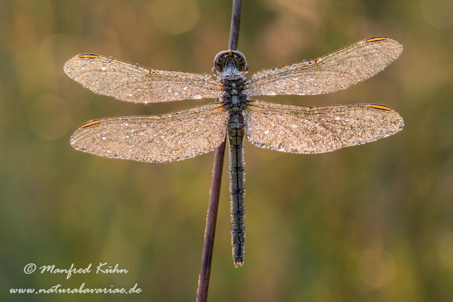 Blaupfeil (Kleiner)_0026