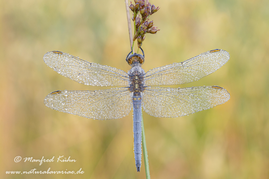 Blaupfeil (Kleiner)_0035