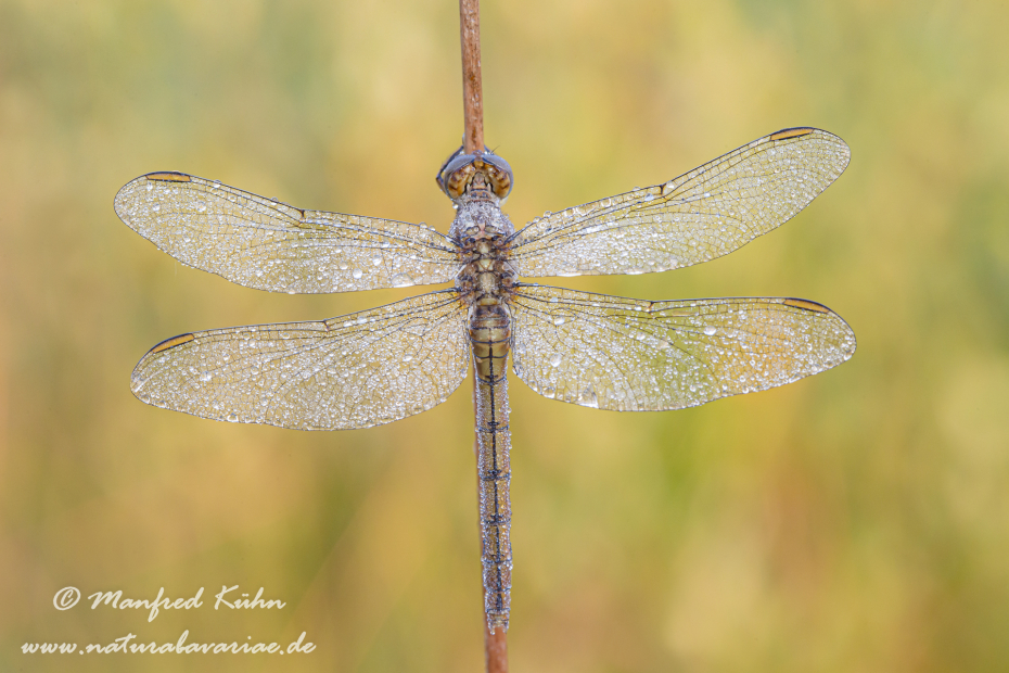 Blaupfeil (Kleiner)_0036