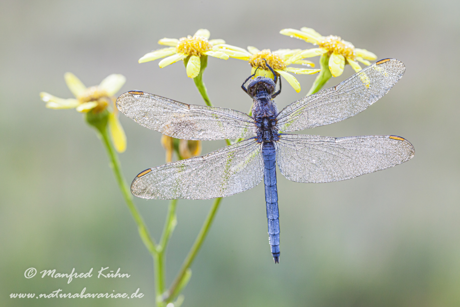 Blaupfeil (Kleiner)_0040