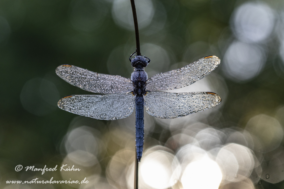 Blaupfeil (Kleiner)_0046
