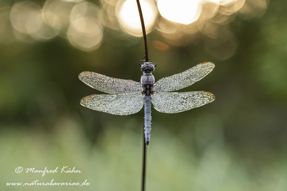 Blaupfeil (Kleiner)_0047
