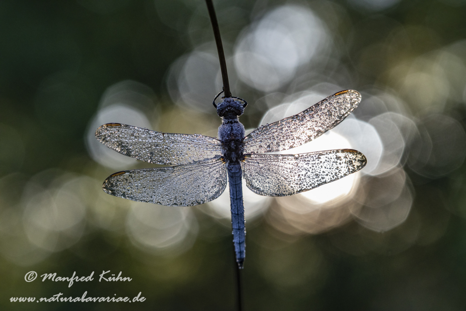 Blaupfeil (Kleiner)_0048