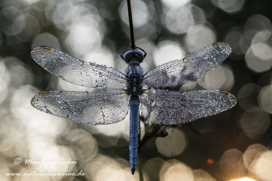 Blaupfeil (Kleiner)_0063