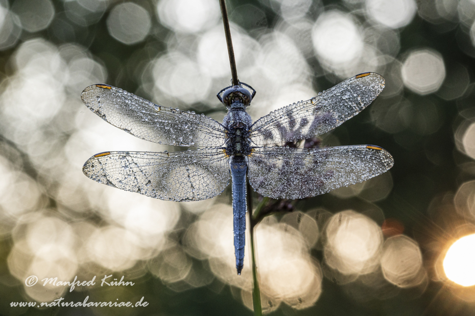 Blaupfeil (Kleiner)_0067