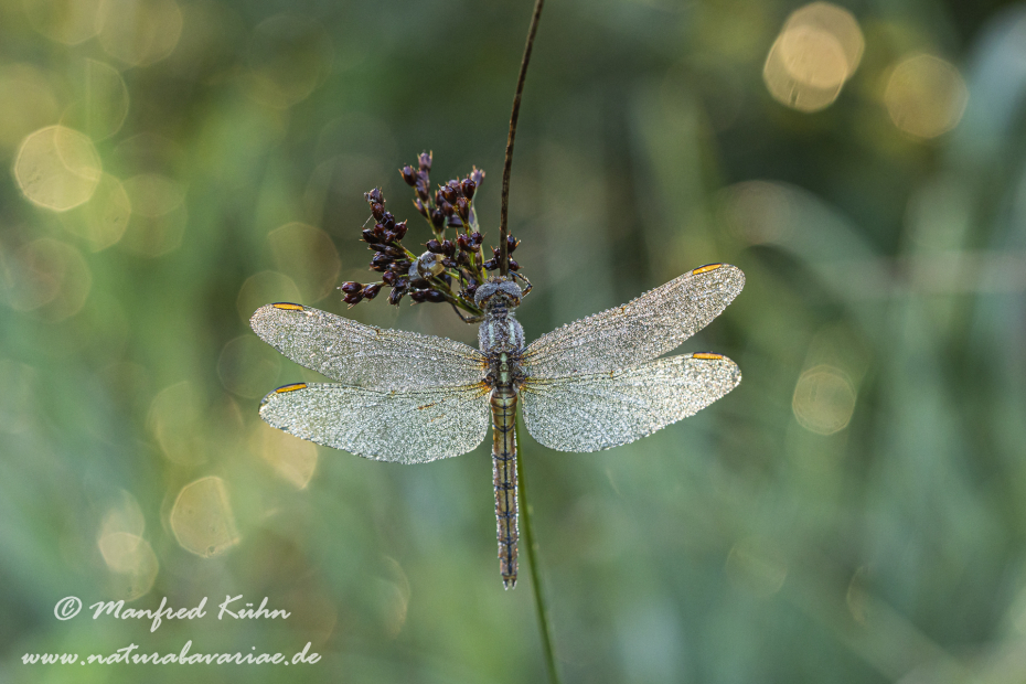 Blaupfeil (Kleiner)_0073