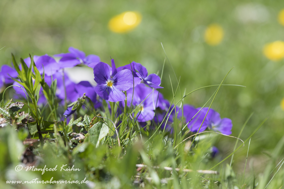 Veilchen (Gesporntes)_0001