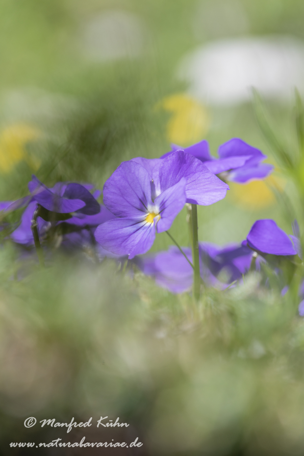 Veilchen (Gesporntes)_0002