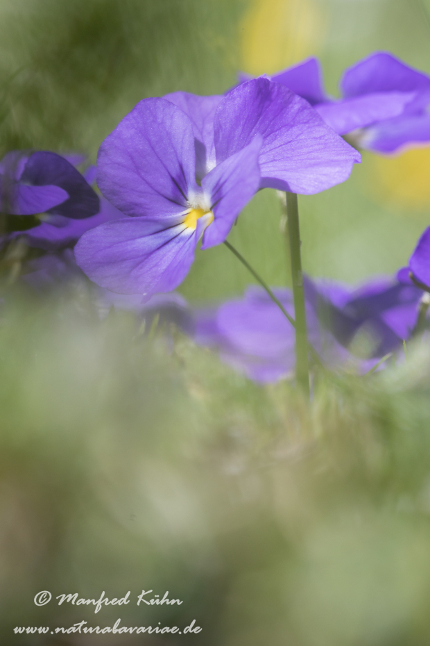 Veilchen (Gesporntes)_0004