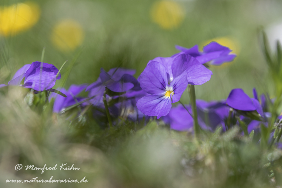 Veilchen (Gesporntes)_0008