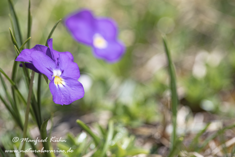 Veilchen (Gesporntes)_0009