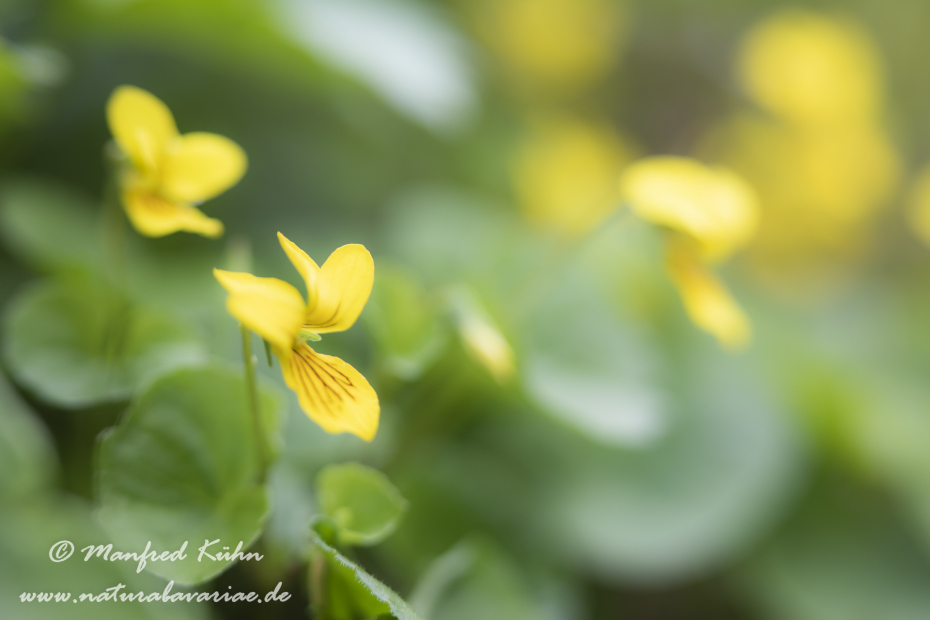 Veilchen (Zweibluetiges)_0011