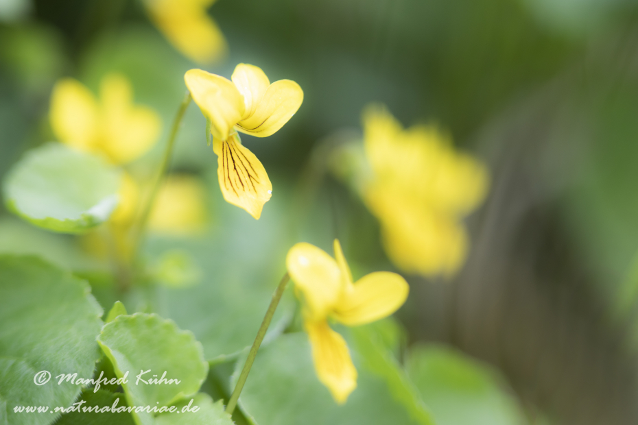 Veilchen (Zweibluetiges)_0012