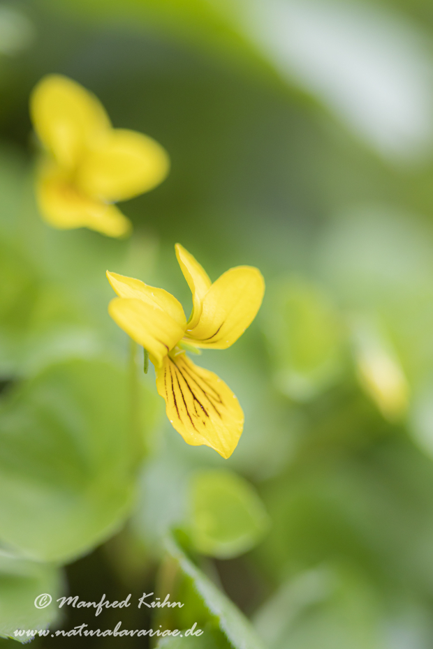 Veilchen (Zweibluetiges)_0015