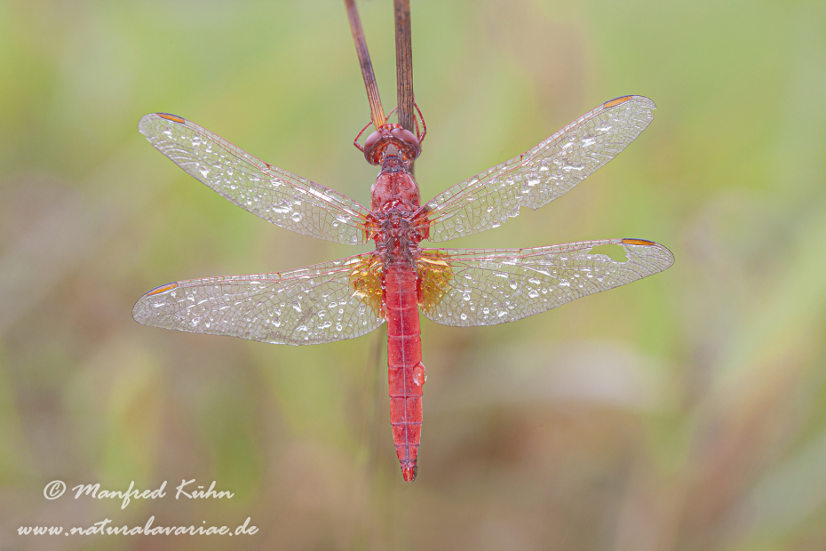 Feuerlibelle ()_0015