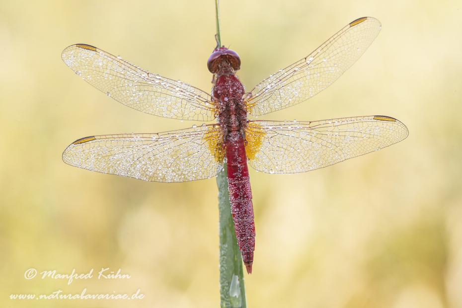 Feuerlibelle ()_0018