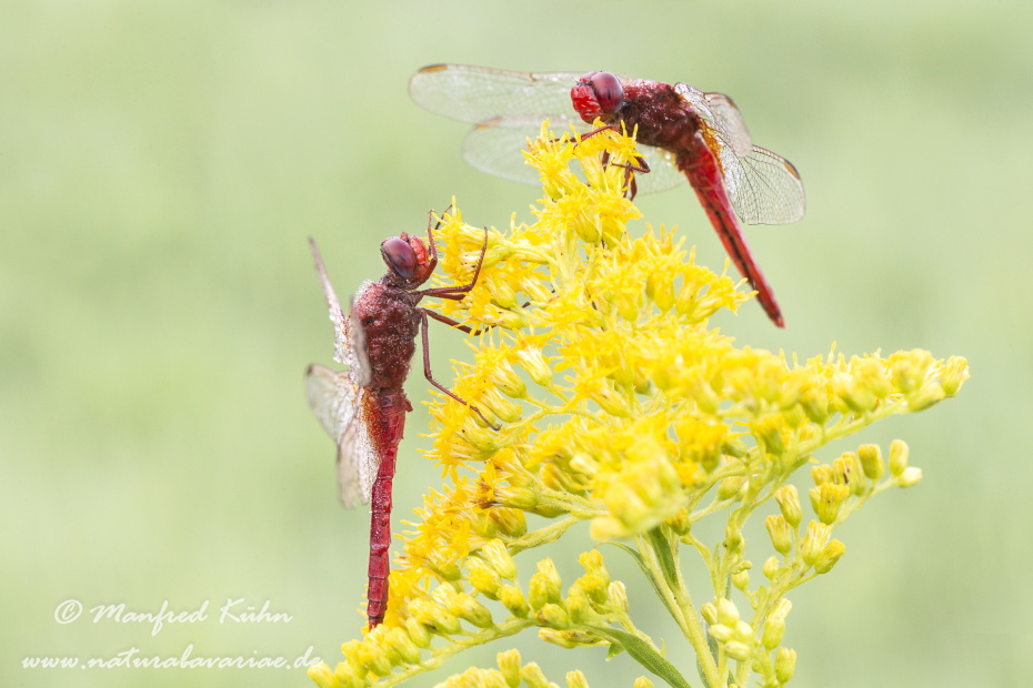 Feuerlibelle ()_0021