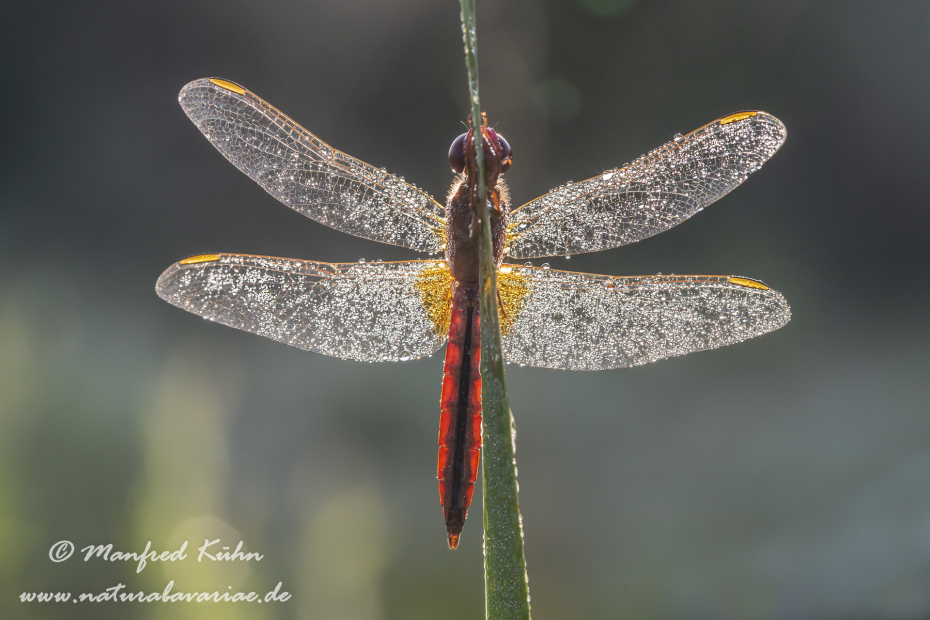 Feuerlibelle ()_0022