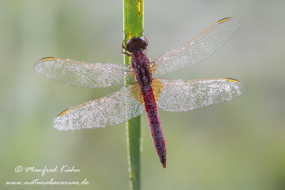 Feuerlibelle ()_0024