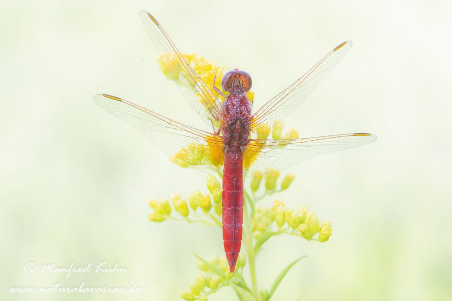 Feuerlibelle ()_0035