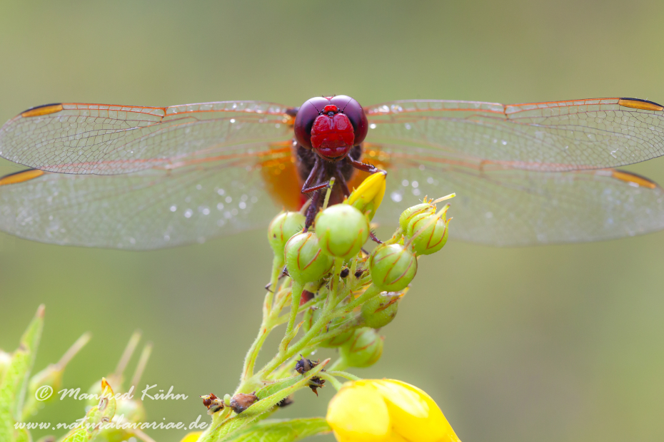 Feuerlibelle ()_0040