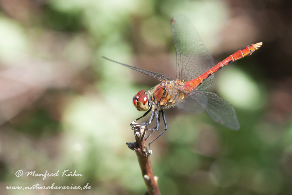 Heidelibelle (Blutrote)_0002