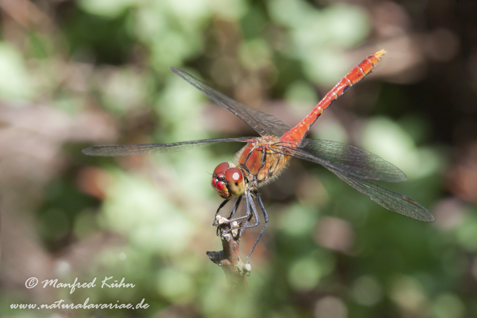 Heidelibelle (Blutrote)_0006
