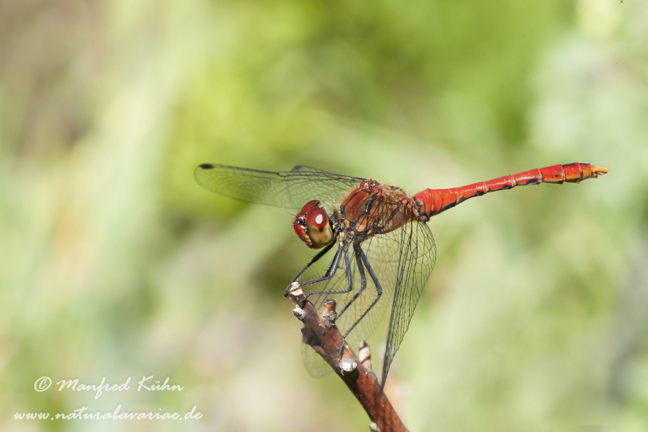 Heidelibelle (Blutrote)_0007