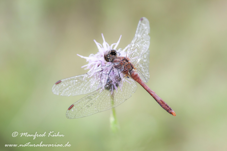 Heidelibelle (Blutrote)_0009