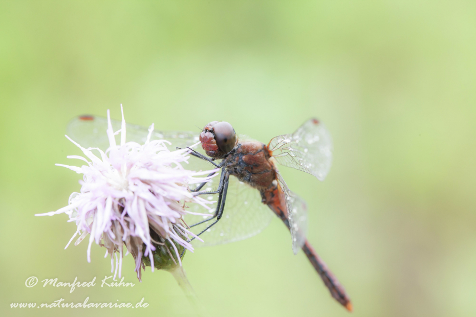 Heidelibelle (Blutrote)_0013