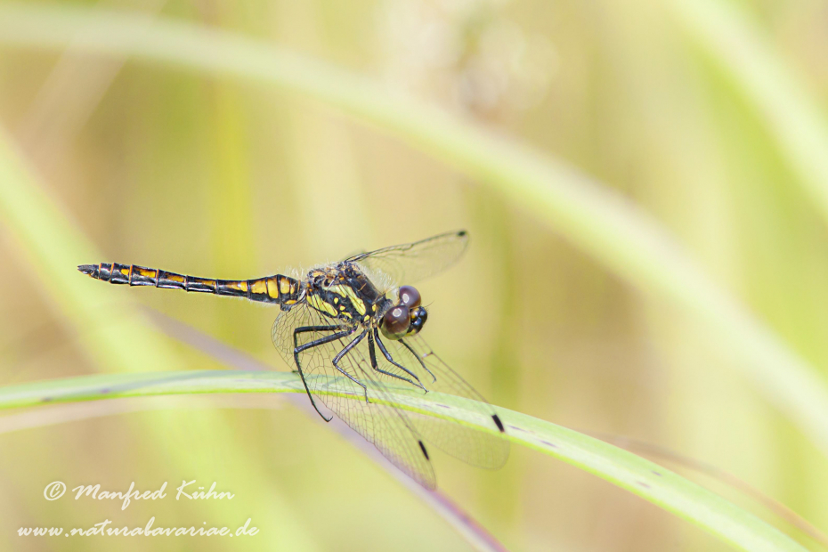 Heidelibelle (Schwarze)_0001