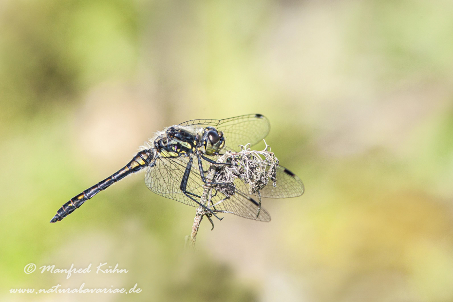 Heidelibelle (Schwarze)_0002