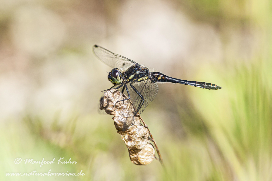 Heidelibelle (Schwarze)_0005