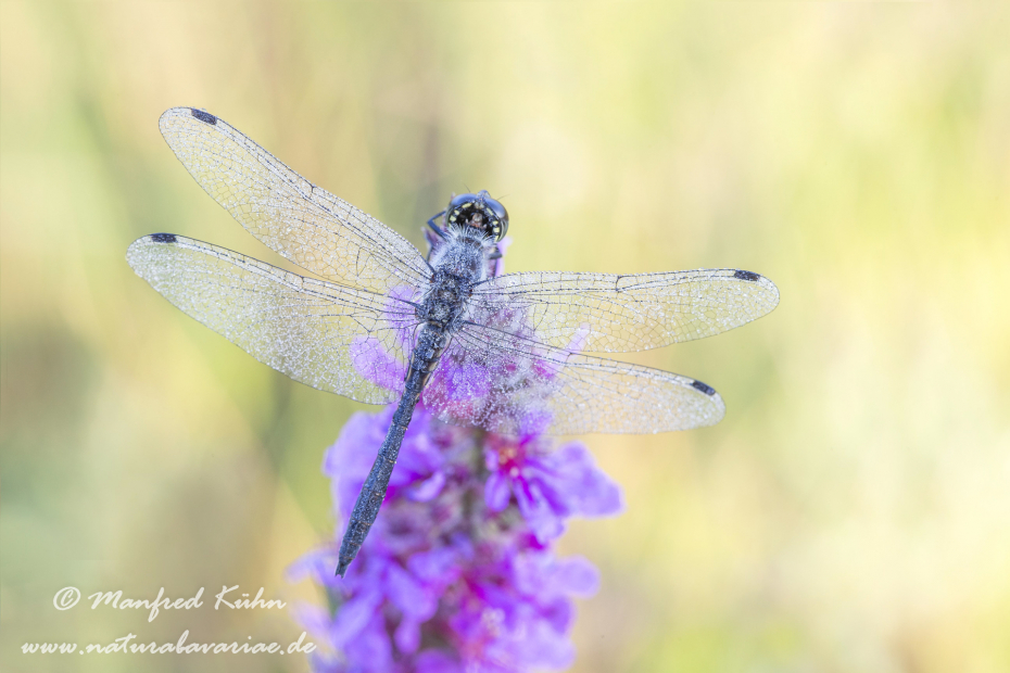 Heidelibelle (Schwarze)_0014