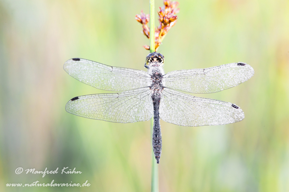 Heidelibelle (Schwarze)_0019