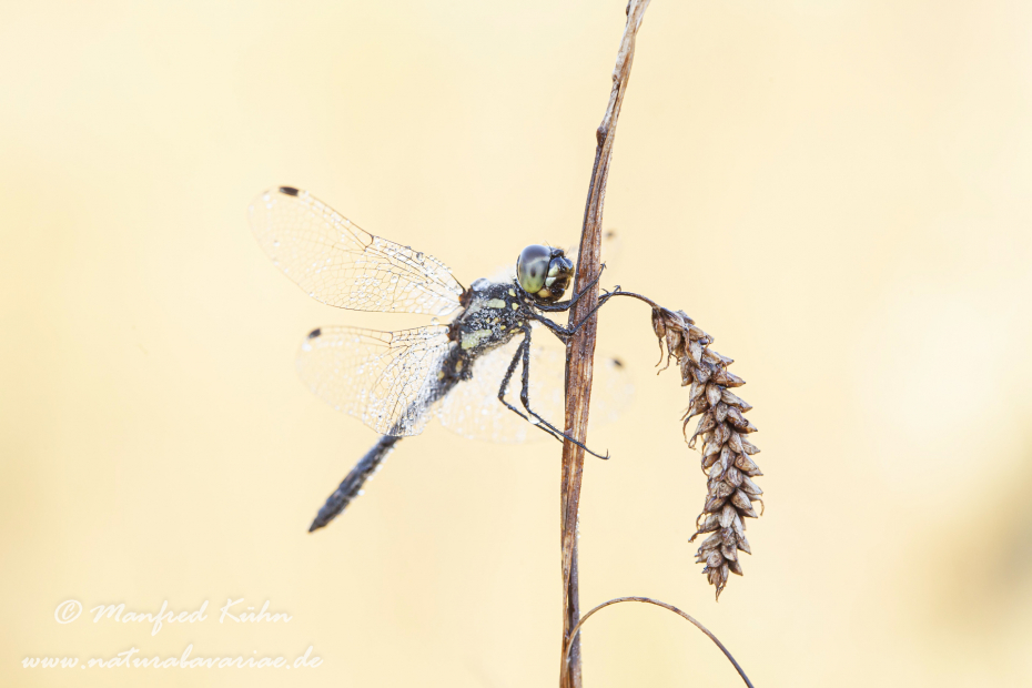 Heidelibelle (Schwarze)_0026