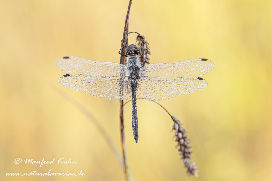 Heidelibelle (Schwarze)_0028