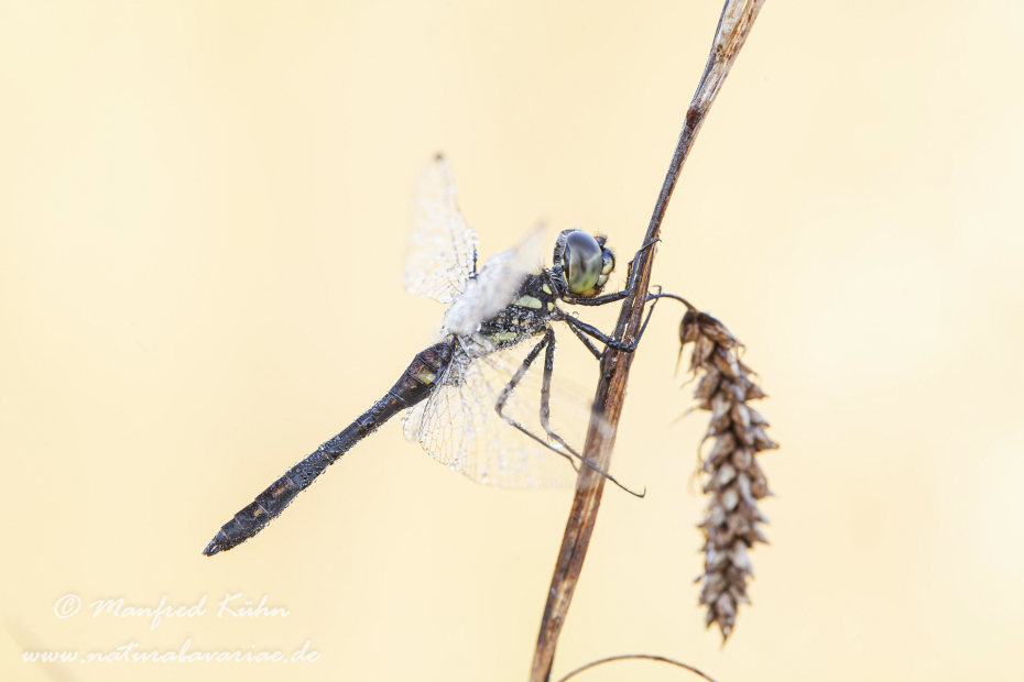 Heidelibelle (Schwarze)_0029
