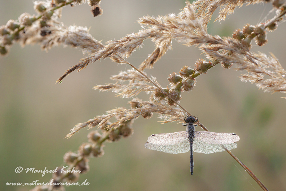 Heidelibelle (Schwarze)_0036