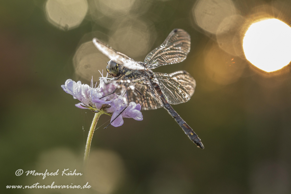 Heidelibelle (Schwarze)_0040
