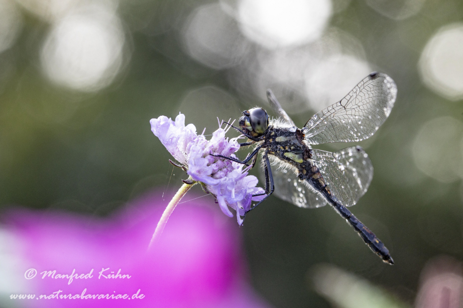 Heidelibelle (Schwarze)_0058