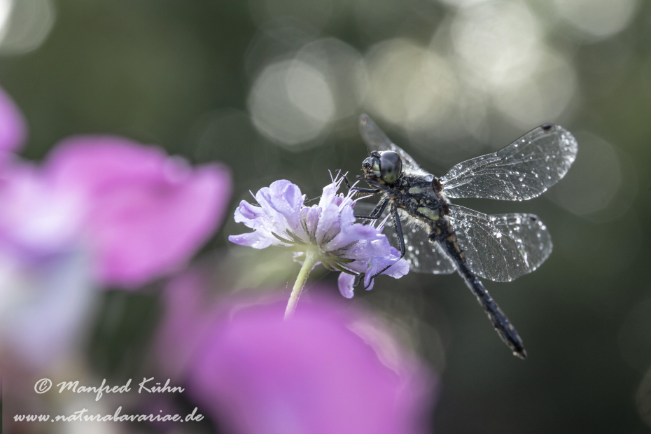 Heidelibelle (Schwarze)_0061