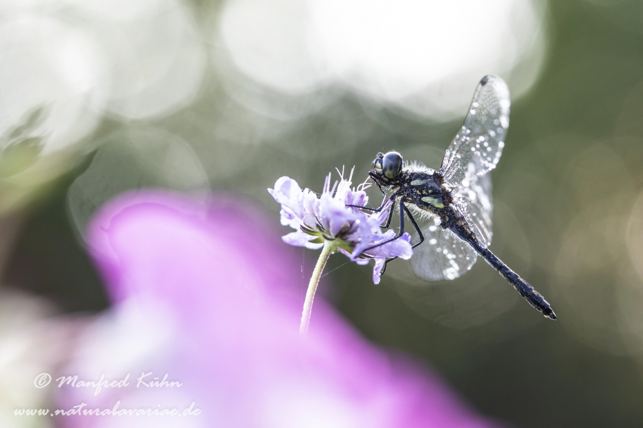 Heidelibelle (Schwarze)_0068