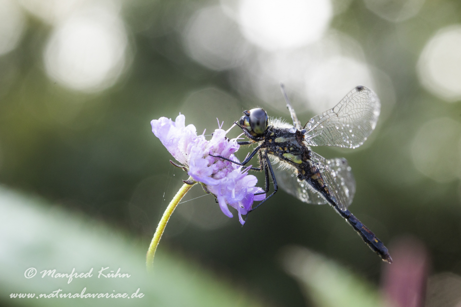 Heidelibelle (Schwarze)_0069