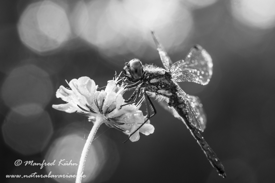 Heidelibelle (Schwarze)_0072