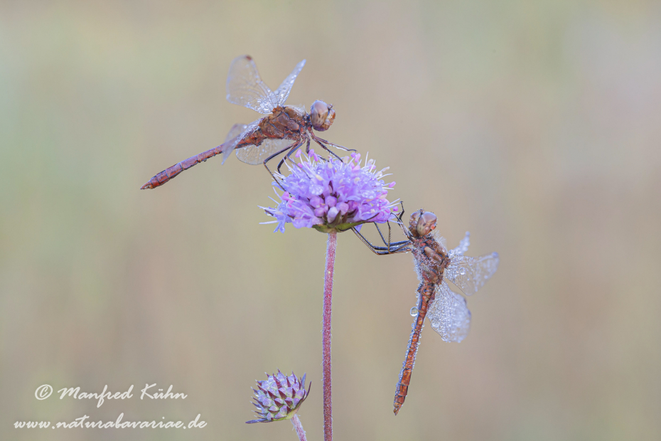 Heidelibelle (Sumpf-)_0016