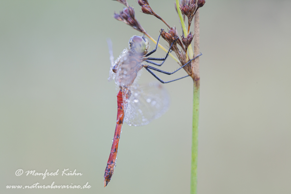 Heidelibelle (Sumpf-)_0024