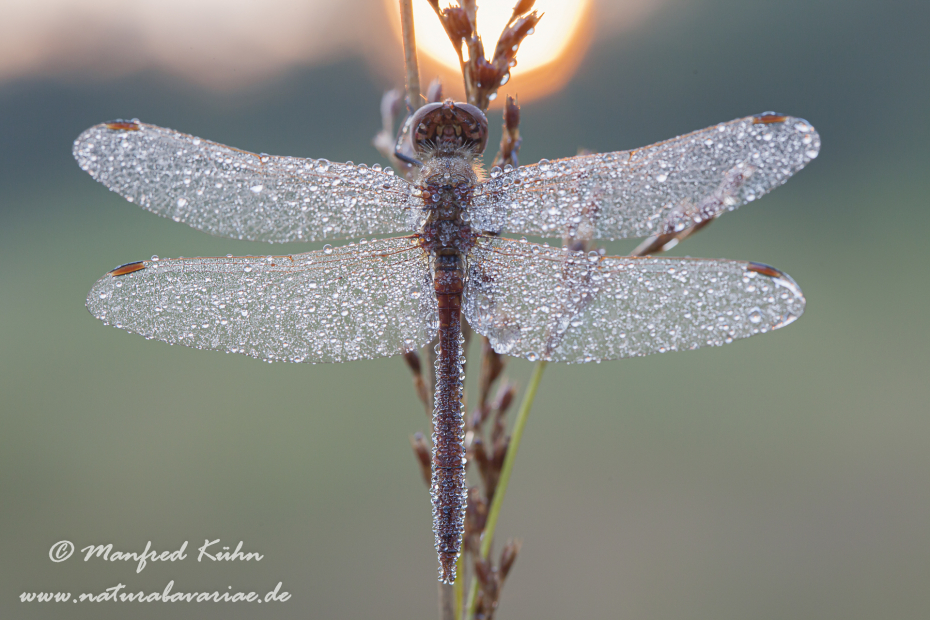 Heidelibelle (Sumpf-)_0027