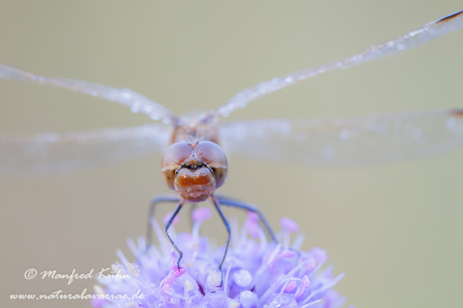Heidelibelle (Sumpf-)_0031
