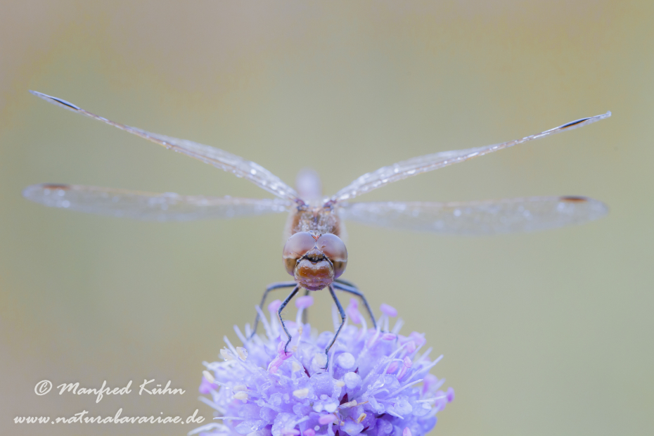 Heidelibelle (Sumpf-)_0034